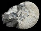 Wide Kosmoceras Ammonite in Matrix - England #60298-1